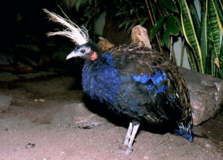 pavo-real-congo1