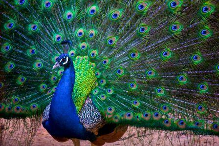 pavo-real-india1