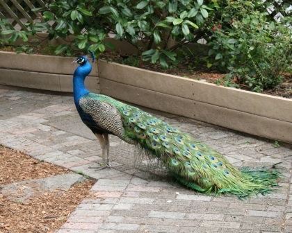 pavo-real-india2