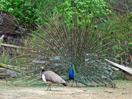 pavo-real