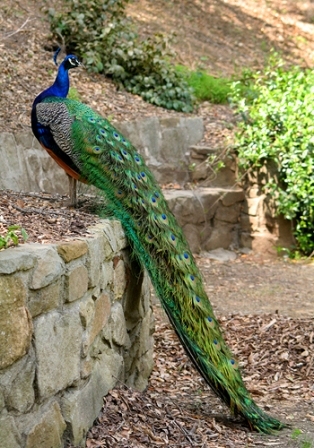 pavo-real1