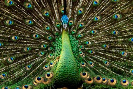 pavo-real-verde