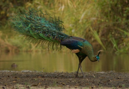 pavo-real-verde1